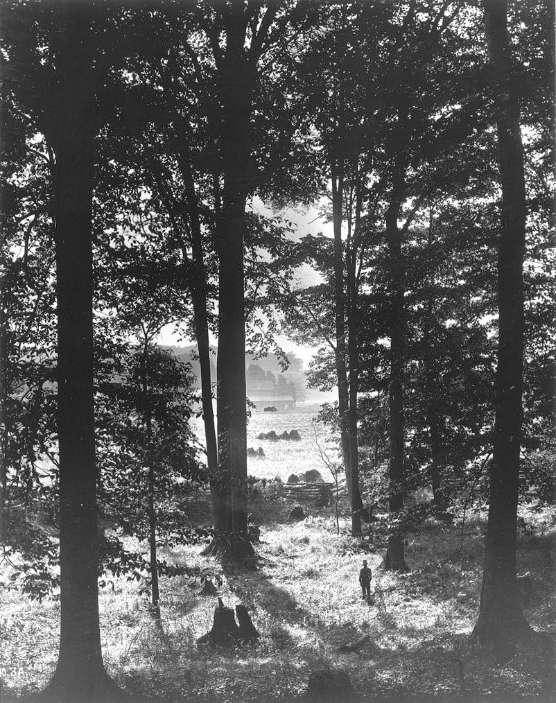 The grove west of the Smith farm in Manchester, New York, known to Latter-day Saints as the Sacred Grove, photographed about 1907.