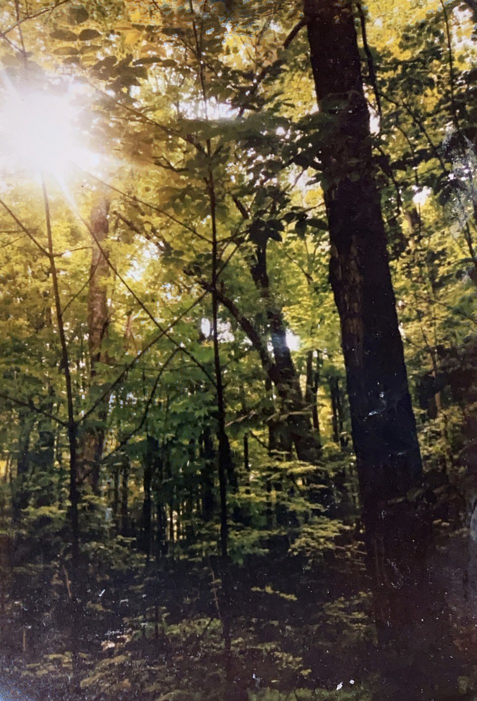 The Sacred Grove near Palmyra, New York (photographed 2021).